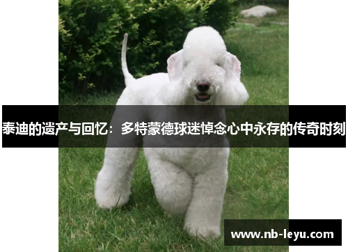 泰迪的遗产与回忆：多特蒙德球迷悼念心中永存的传奇时刻