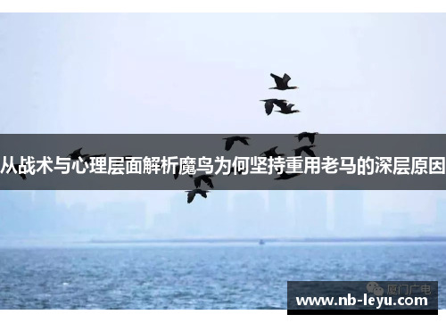从战术与心理层面解析魔鸟为何坚持重用老马的深层原因