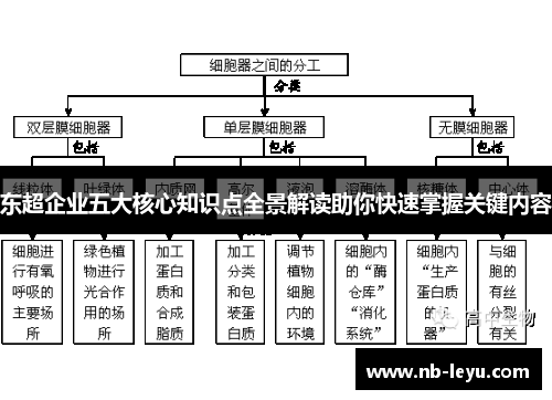 东超企业五大核心知识点全景解读助你快速掌握关键内容
